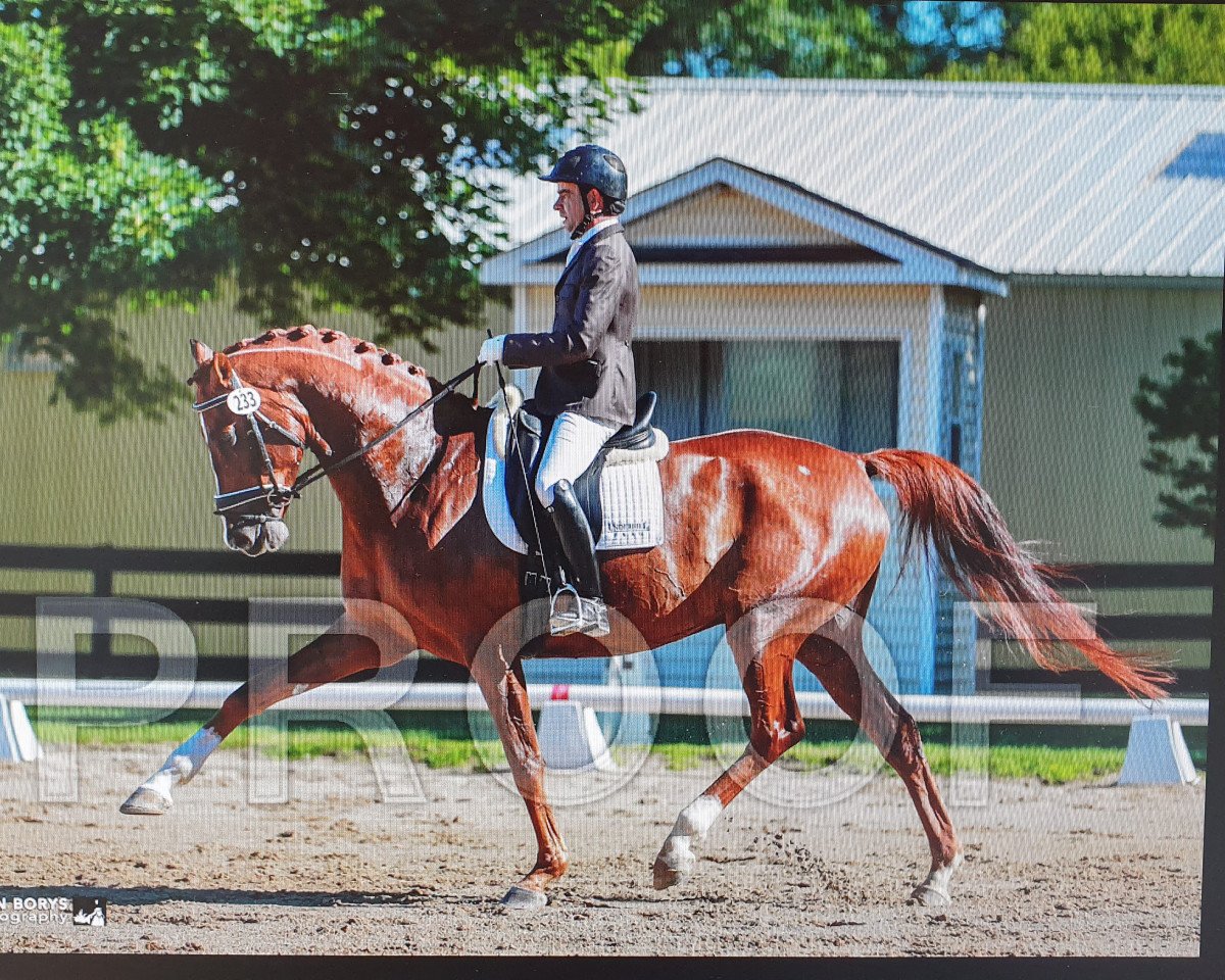 dressage horse Deimos 4 (Hanoverian, 2011, from Demirel)