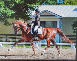 dressage horse Deimos 4 (Hanoverian, 2011, from Demirel)