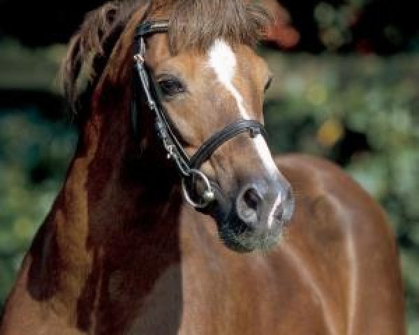 horse Constantin (Welsh-Pony (Section B), 1980, from Whatton Copper Beech)