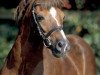stallion Constantin (Welsh-Pony (Section B), 1980, from Whatton Copper Beech)