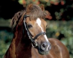 Deckhengst Constantin (Welsh Pony (Sek.B), 1980, von Whatton Copper Beech)