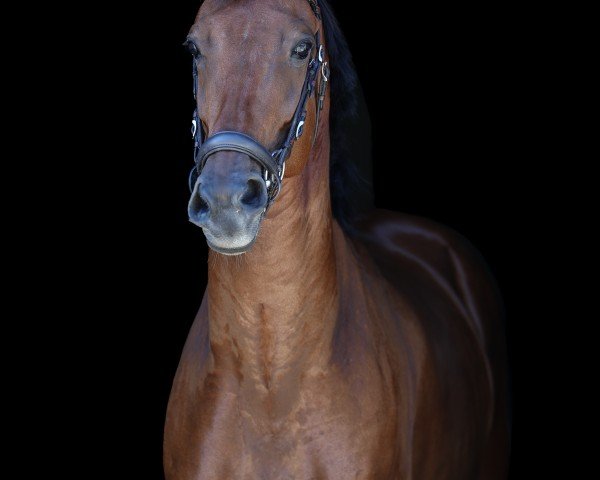 dressage horse Maximum Rizz (KWPN (Royal Dutch Sporthorse), 2018, from Ironman)