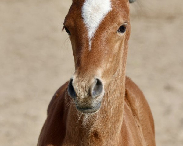 foal by Camar Escador (Trakehner, 2025, from Camar Bahrain)
