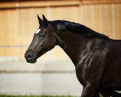 broodmare Revalida (Hanoverian, 2003, from Rohdiamant)