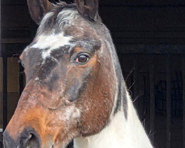 Pferd Anton 880 (Pinto/Pony, 2000, von Astek)