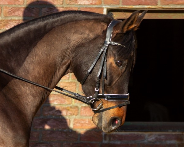 dressage horse Finnja (Hanoverian, 2017, from Fiamingho Ms)
