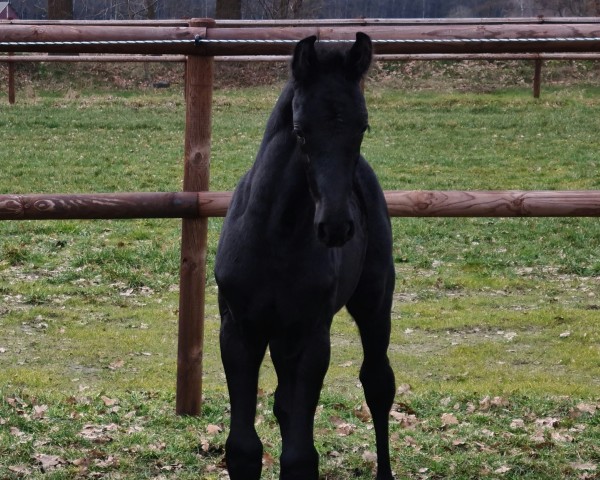 jumper Drake FM (Oldenburg show jumper, 2021, from Diarado)