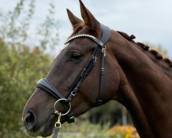 dressage horse For me (German Sport Horse, 2019, from Fuechtels Floriscount OLD)