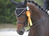 dressage horse Fabella B (Rhinelander, 2002, from Fidermark)