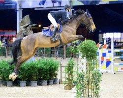 broodmare Bora Bora Z (Zangersheide riding horse, 2018, from Bamako de Muze)