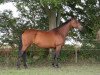 broodmare Lena (Hanoverian, 1997, from Lemon Park)