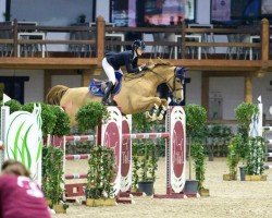 jumper Celine RZH (Oldenburg show jumper, 2018, from Conthargos)