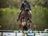 jumper Cinderella 770 (Brandenburg, 2015, from Chetlag)