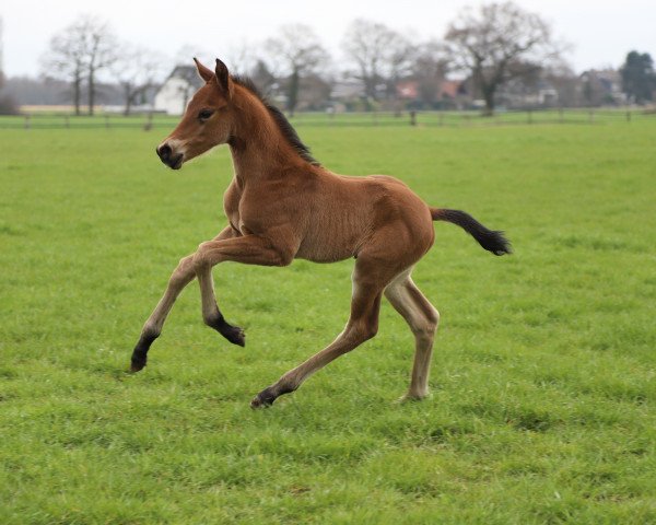 dressage horse Hengst von Jovian / Jazz (Westphalian, 2021, from Jovian)