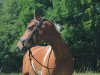 jumper Kleiner Kid (German Riding Pony, 2013, from Kid)