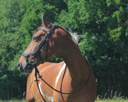 Springpferd Kleiner Kid (Deutsches Reitpony, 2013, von Kid)