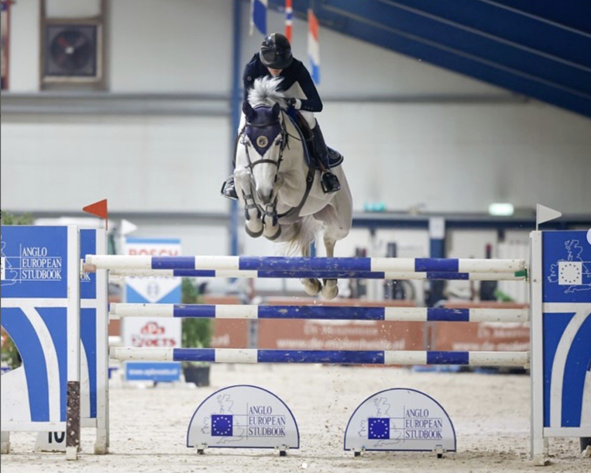 Springpferd Niagara de Muze Z (Zangersheide Reitpferd, 2012, von Nabab de Rêve)