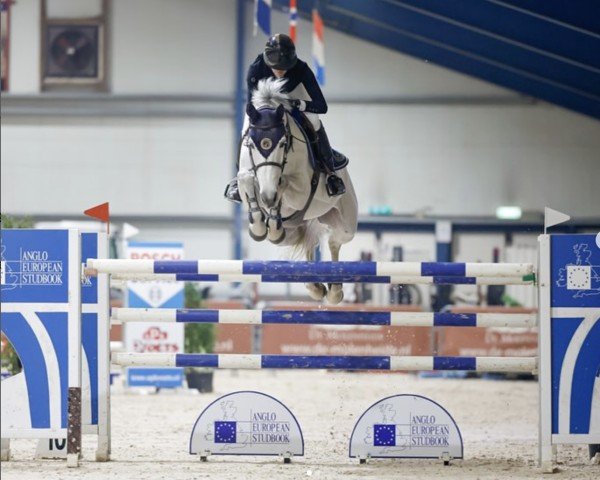 jumper Niagara de Muze Z (Zangersheide riding horse, 2012, from Nabab de Rêve)