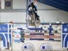 jumper Niagara de Muze Z (Zangersheide riding horse, 2012, from Nabab de Rêve)