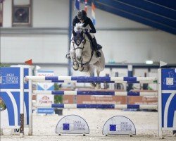 jumper Niagara de Muze Z (Zangersheide riding horse, 2012, from Nabab de Rêve)