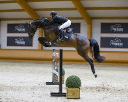 jumper Halifax des Rosiers (Belgian Warmblood, 2013, from Presley Boy)