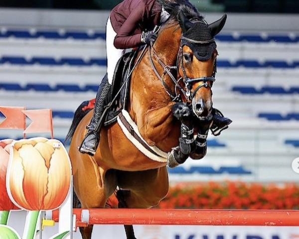 Springpferd Inajottie VDM (KWPN (Niederländisches Warmblut), 2013, von Carrera VDL)