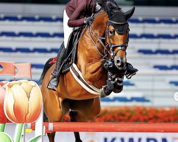 Springpferd Inajottie VDM (KWPN (Niederländisches Warmblut), 2013, von Carrera VDL)