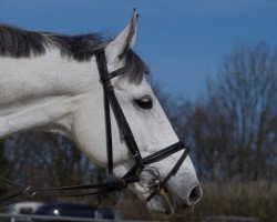 jumper Mendocino 18 (German Sport Horse, 2007, from Mr. Mc)