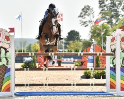 jumper Hannibal V (KWPN (Royal Dutch Sporthorse), 2012, from Tornesch)