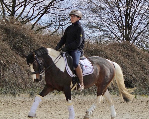 Pferd Viper (Deutsches Reitpony, 2010)