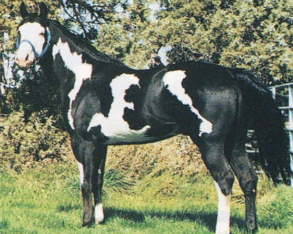 horse If Looks Couldkill (Paint Horse, 1992, from Blue Max)
