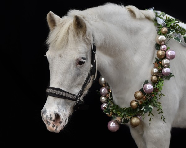horse Marylin (Knabstrupper, 2005, from Gandalf af Hallundbaek)