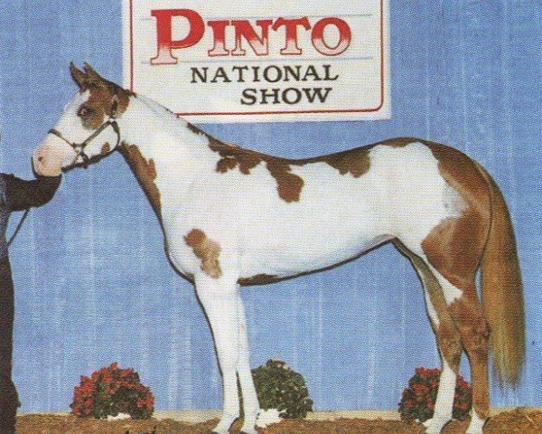 Pferd Catcha Shiny Star (Paint Horse, 1994, von Mr. Norfleet)