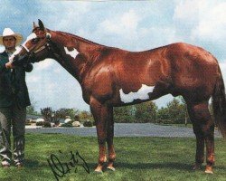 horse Grandeeoso (Paint Horse, 1990, from Mr. Norfleet)