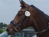 Zuchtstute Diva Delight (Westfale, 2018, von Blue Hors Dreamline)