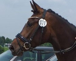 Pferd Diva Delight (Westfale, 2018, von Blue Hors Dreamline)