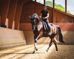 dressage horse Sono Davanti (Oldenburg, 2013, from Sir Donnerhall I)