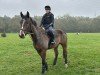 Springpferd Quinn Hh (Holsteiner, 2017, von Quibery 3)