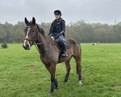 jumper Quinn Hh (Holsteiner, 2017, from Quibery 3)