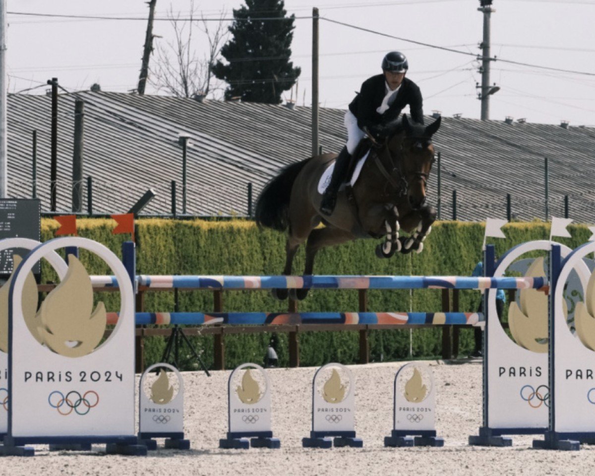 jumper Quintus-L (Belgian Warmblood, 2016, from Nabab de Rêve)