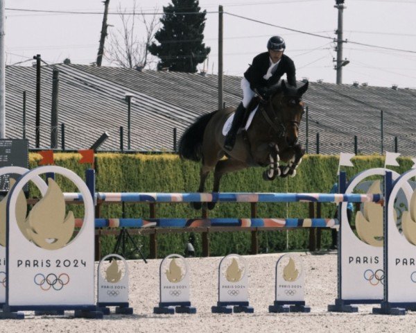 Springpferd Quintus-L (Belgisches Warmblut, 2016, von Nabab de Rêve)