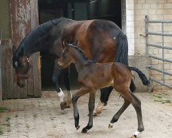 horse Coralune (Oldenburger, 2021, from Comme Prevu)