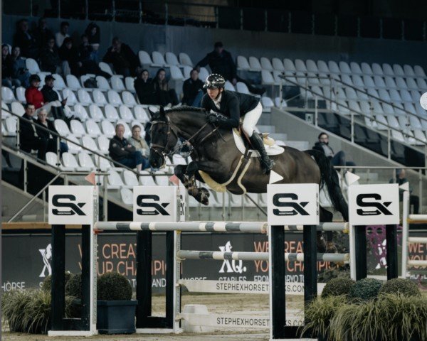 jumper Mister de Muze (KWPN (Royal Dutch Sporthorse), 2017, from I'm Special de Muze)