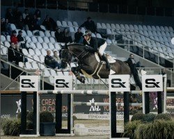 jumper Mister de Muze (KWPN (Royal Dutch Sporthorse), 2017, from I'm Special de Muze)
