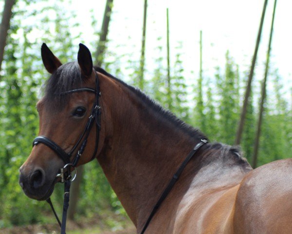 dressage horse Patchouli (German Riding Pony, 2008, from Davidoff)