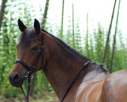 dressage horse Patchouli (German Riding Pony, 2008, from Davidoff)