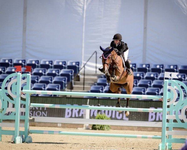 jumper Capella Y (Oldenburg show jumper, 2013, from Casiro I)