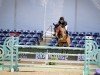 jumper Capella Y (Oldenburg show jumper, 2013, from Casiro I)