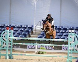 jumper Capella Y (Oldenburg show jumper, 2013, from Casiro I)