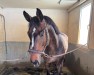jumper Diego 615 (German Sport Horse, 2019, from Diego de Semilly)